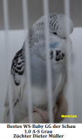 15.Jungvogel 007.png